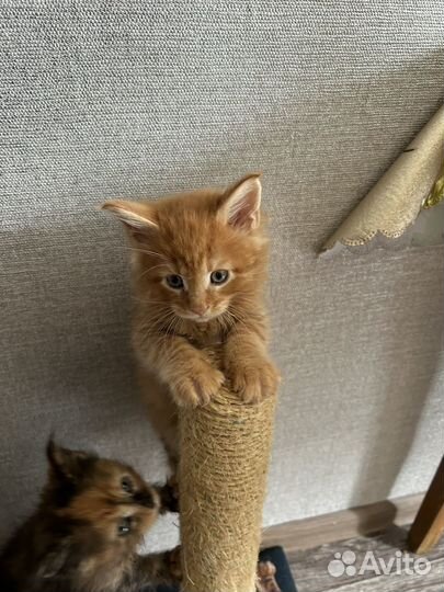 Котята мейн-кун