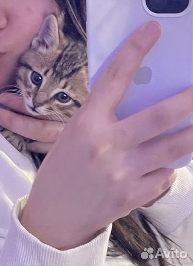 Котенок