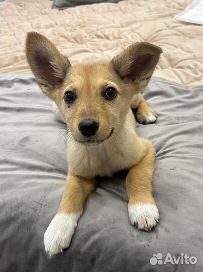 Ушастый малыш в дар