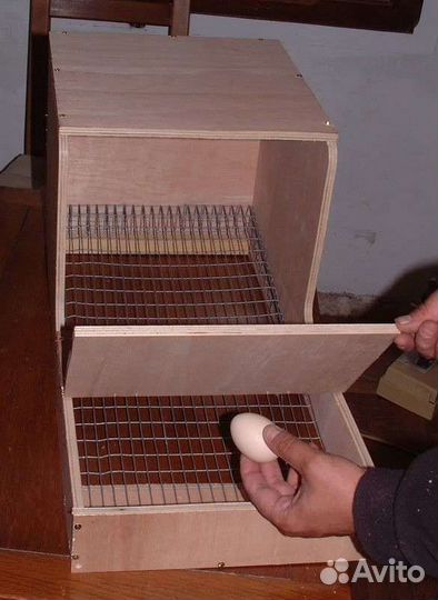 Насест. Гнездо