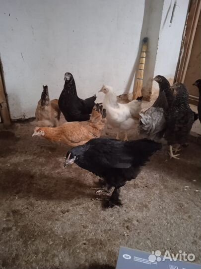 Куры несушки молодки доминанты