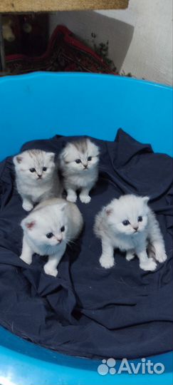 Котята Шотландской породы