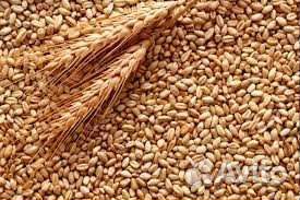 Пшеница