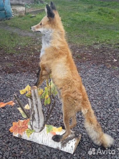 Чучело рыжей лисы