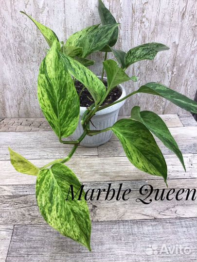 Эпипремнум,сциндапсус