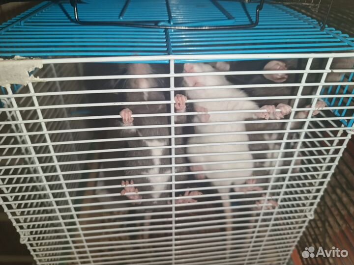 Крыски Дамбо