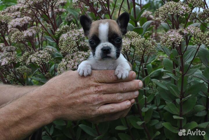 Малышка мини