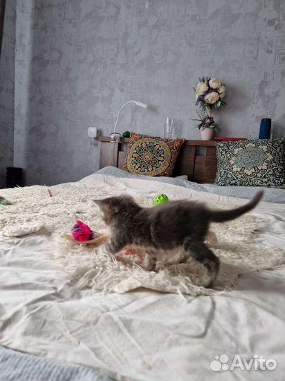 Серый котенок девочка