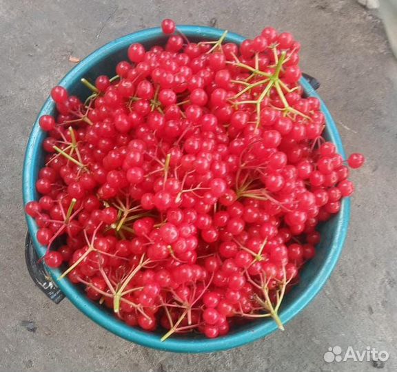 Калина ягода