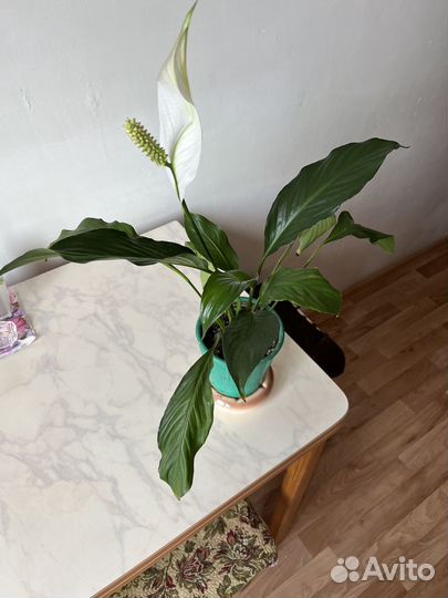 Спатифиллум