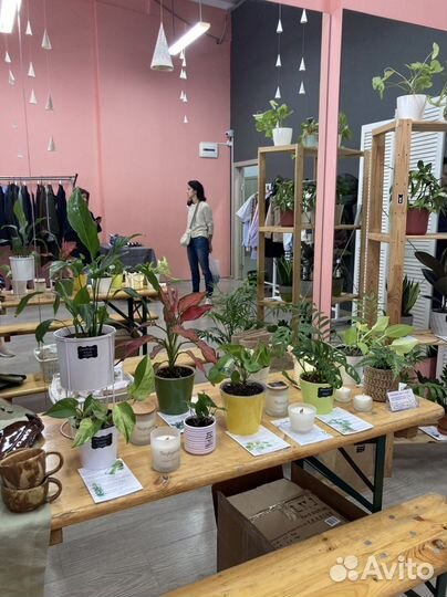 Комнатные растения