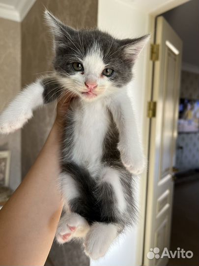 Котята в добрые руки бесплатно