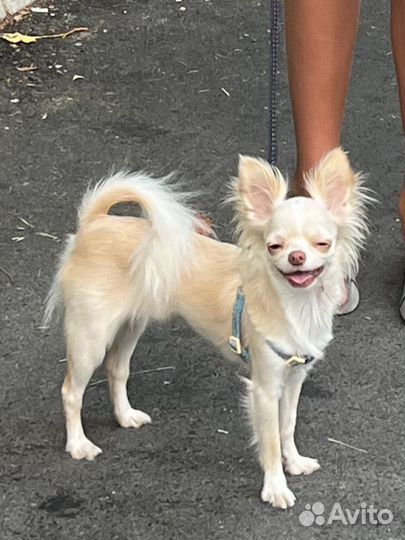 Уход, передержка собак на время отпуска