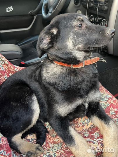 Собака в добрые руки отдам бесплатно