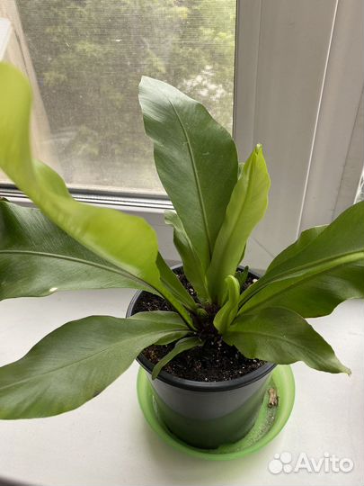 Папоротник асплениум