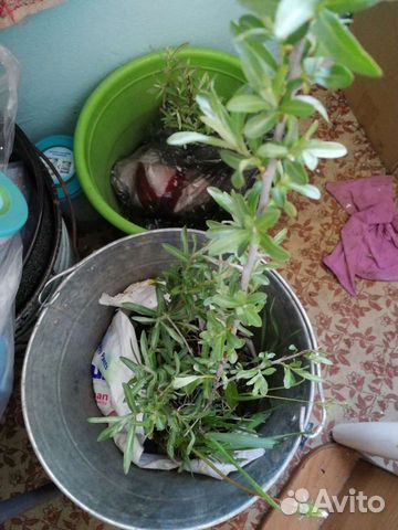 Облепиха, слива, боярка, саженцы