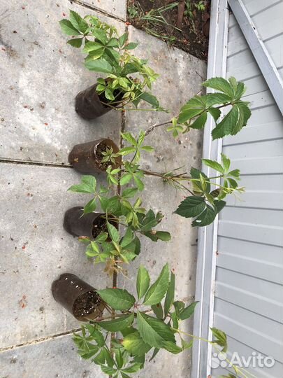 Саженцы девичий виноград