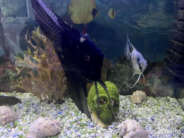 Аквариумные рыбки