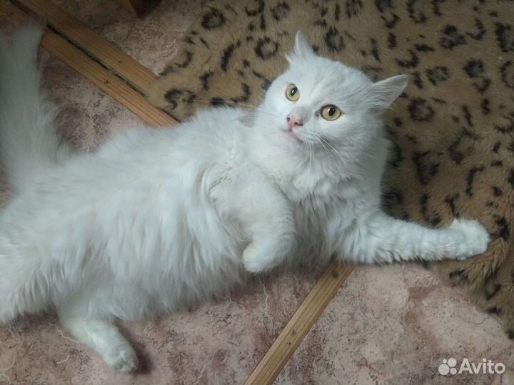 Передержка кошек. Приют для кошек