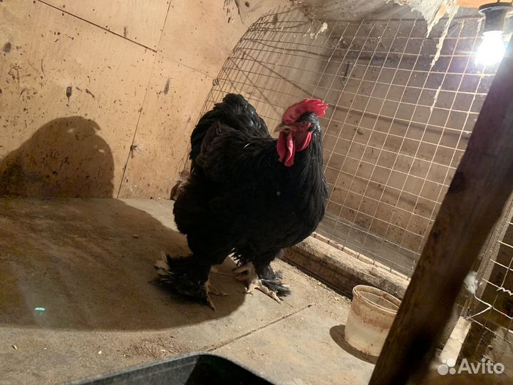 Петух кохинхин