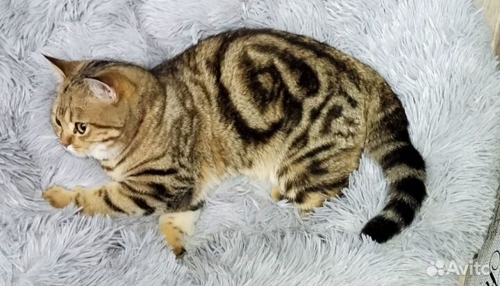 Вязка с шотландцем