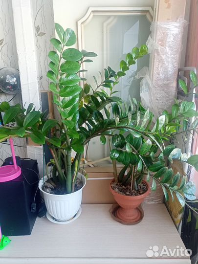 Замиокулькас