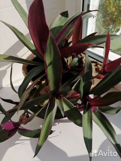 Традесканция (Tradescantia)