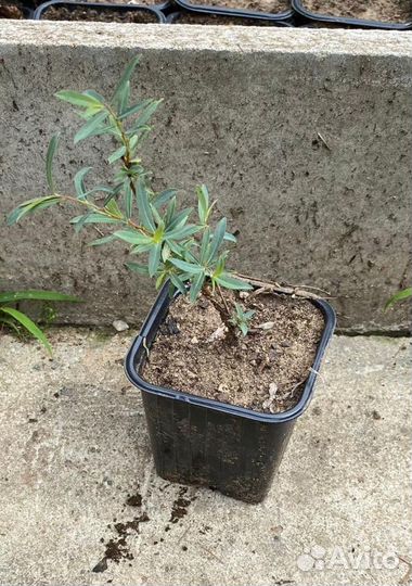 Ива шаровидная нана