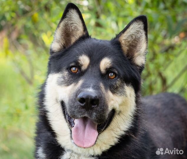 Овчарка, метис в добрые руки