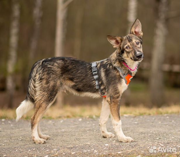 Сказочный Кай ищет любящую семью