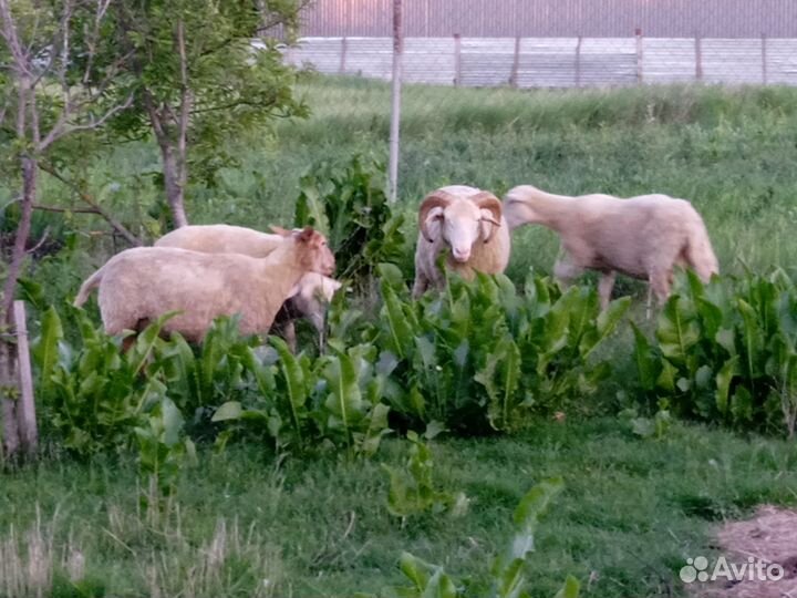 Овцы бараны