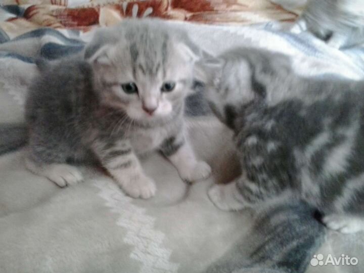 Шотландская вислоухая