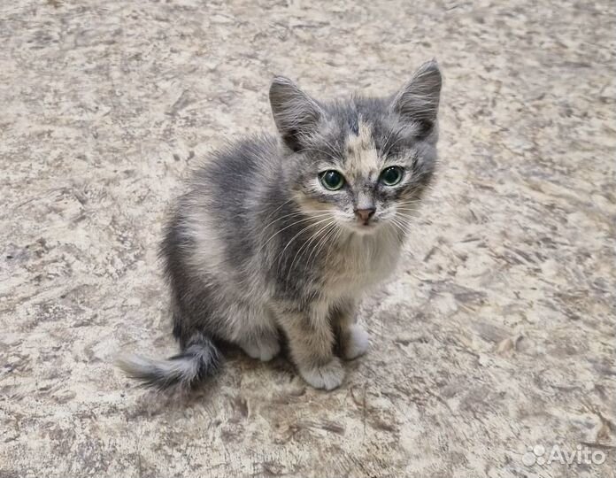 Анфиса - котенок-девочка в хорошие руки