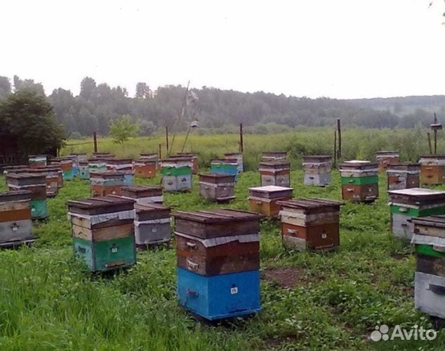 Мед 2024 года натуральный опт