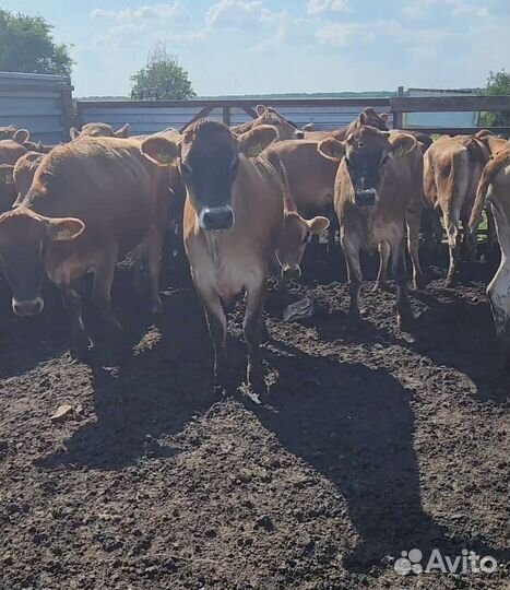 Джерсейские тёлки