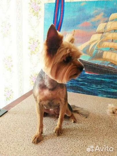 Стрижка собак, линька, ищу моделей на груминг