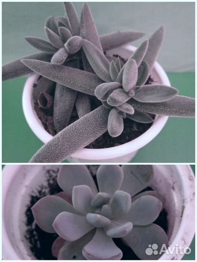 Суккуленты