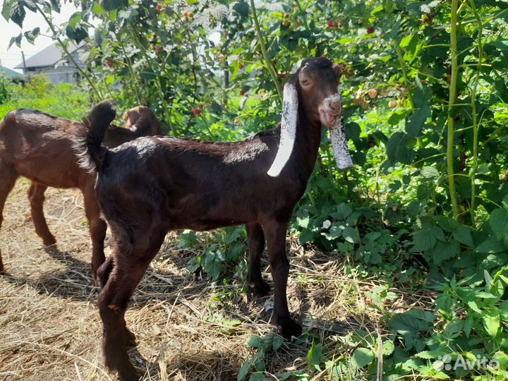 Козочки камори/нубийские
