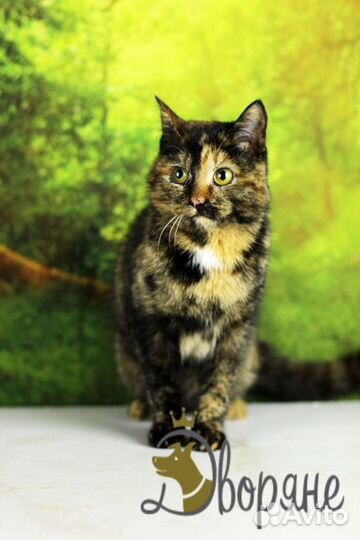 Кошечка Марина Юрьевна