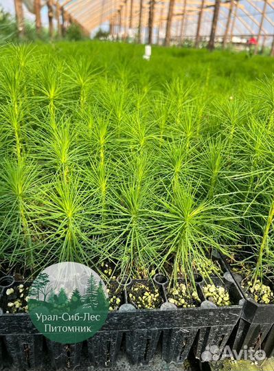 Сосна зкс окс сеянцы Ель Лиственница Голуб Горная