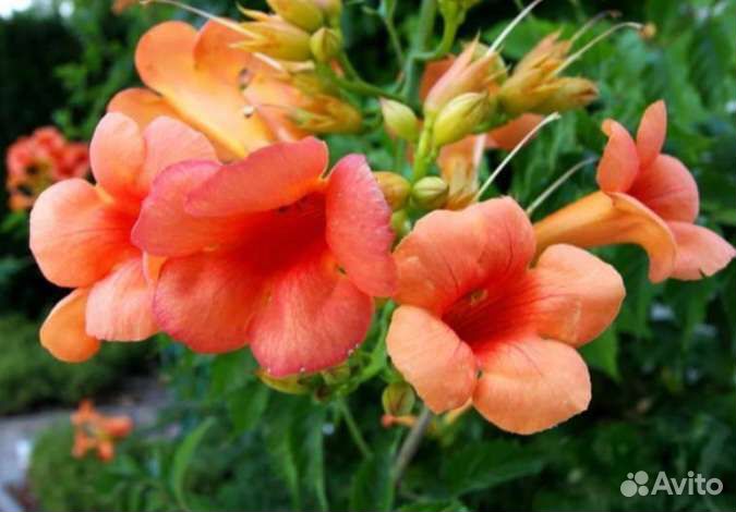 Вейгела, кампсис, лилии