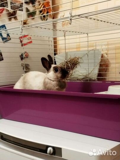 Кролик декоративный