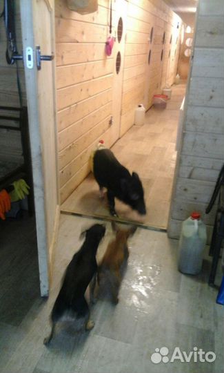 Гостиница для собак, длительная передержка