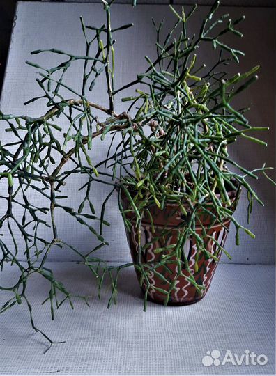 Хатиора/рипсалис -цветок/растение комнатное