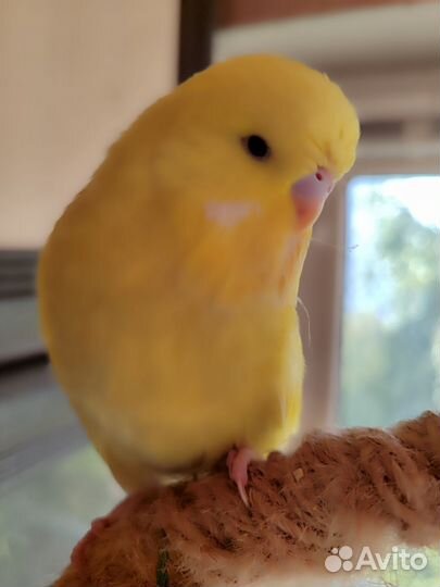 Выставочные Волнистые Попугаи чехи