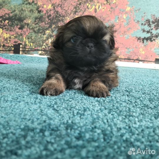 Щенки пекинеса