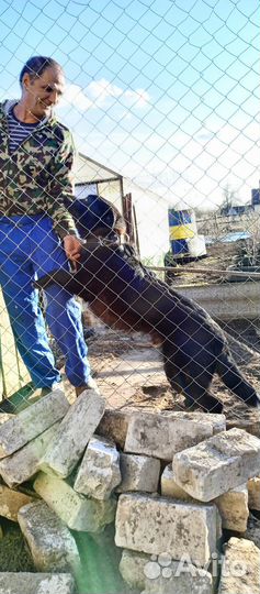Отдам в добрые руки лабрадора