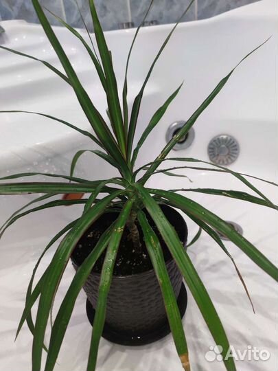 Пальма драцена