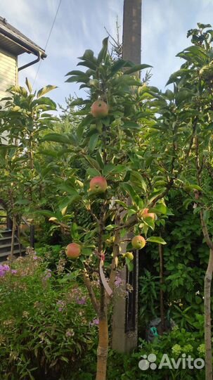 Яблоня колоновидная 