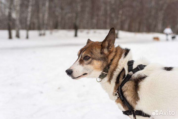 Благородный Рафаэль грустит в приюте без внимания
